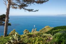 A panoramic view of the ocean with a single sailboat gently gliding across the water. The foreground features diverse vegetation, including cacti and shrubs, creating a rich tapestry of textures and colors against the endless blue backdrop of the sea and sky.